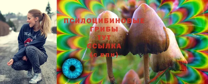 где купить   площадка телеграм  Галлюциногенные грибы Psilocybine cubensis  Кстово 